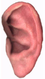 ear